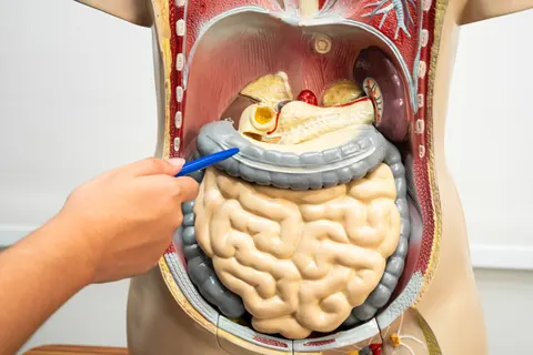 Mano que señala con una pluma el intestino en un modelo anatómico del abdomen.