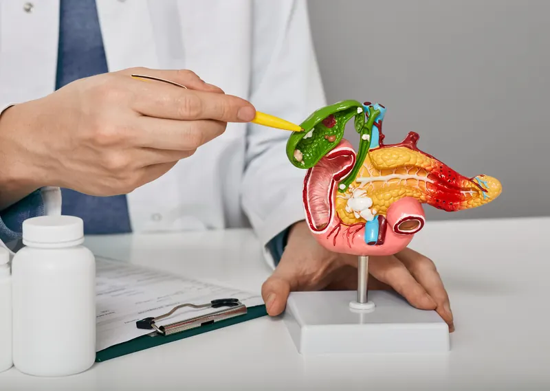 Mano que señala con una pluma un modelo de la vesícula biliar y el páncreas, sobre un escritorio con una tabla de notas.